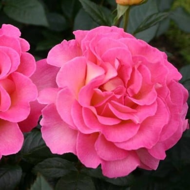 Rose 'Pink Paradise' (Pépinières Georges Delbard)
