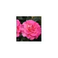 Rose 'Pink Paradise' (Pépinières Georges Delbard)
