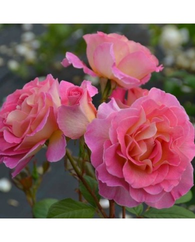 Rose 'Pink Paradise' (Pépinières Georges Delbard)
