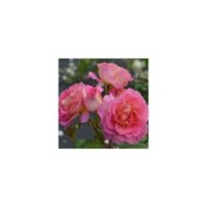 Rose 'Pink Paradise' (Pépinières Georges Delbard)