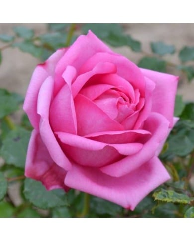 Rosier à grandes fleurs Pompadour® (Delbard)