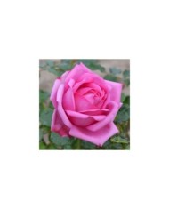 Rosier à grandes fleurs Pompadour® (Delbard)