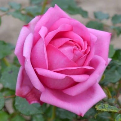 Rosier à grandes fleurs Pompadour® (Delbard)