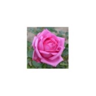 Rosier à grandes fleurs Pompadour® (Delbard)