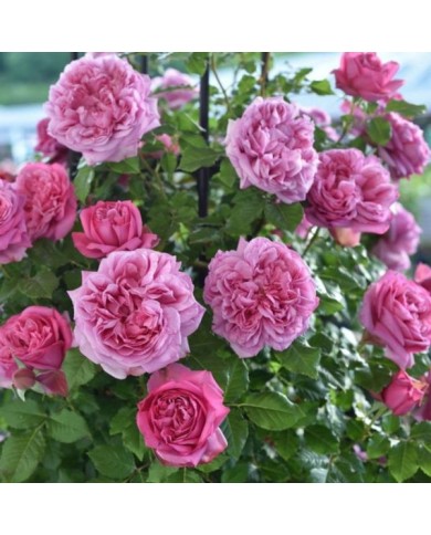 Rosier à grandes fleurs Pompadour® (Delbard)