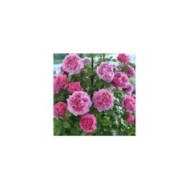 Rosier à grandes fleurs Pompadour® (Delbard)
