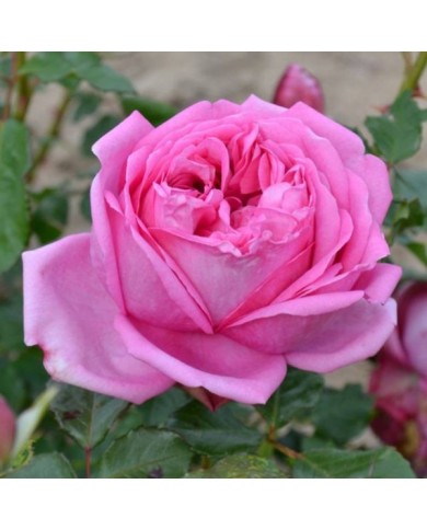 Rosier à grandes fleurs Pompadour® (Delbard)