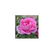 Rosier à grandes fleurs Pompadour® (Delbard)