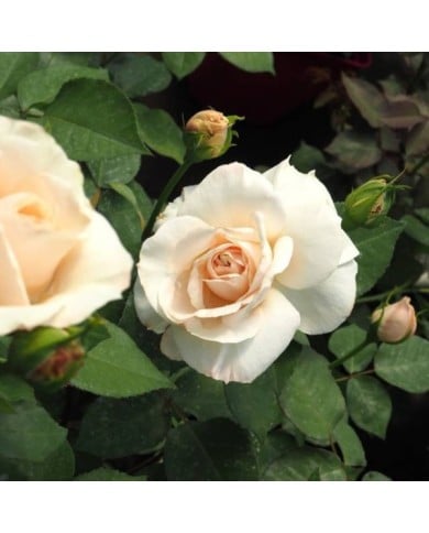 Rosier à grandes fleurs Princesse Astrid de Belgique® (Delbard)