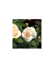 Rosier à grandes fleurs Princesse Astrid de Belgique® (Delbard)
