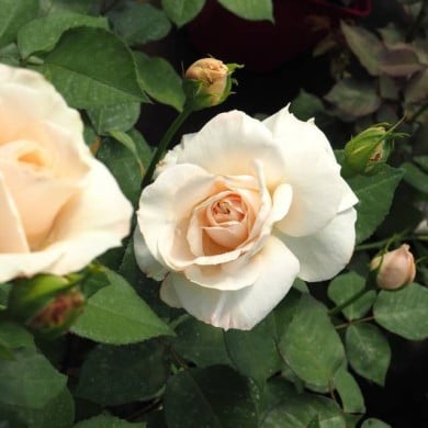 Rosier à grandes fleurs Princesse Astrid de Belgique® (Delbard)