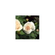 Rosier à grandes fleurs Princesse Astrid de Belgique® (Delbard)