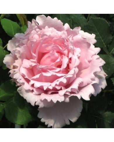 Rosier à grandes fleurs Sophie Rochas® (Delbard)