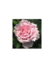 Rosier à grandes fleurs Sophie Rochas® (Delbard)