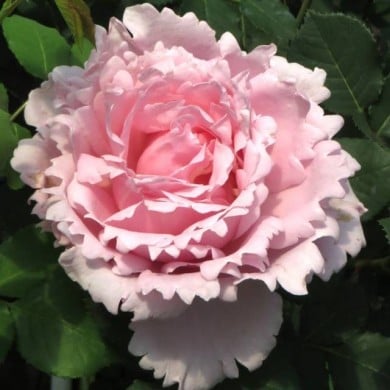 Rosier à grandes fleurs Sophie Rochas® (Delbard)
