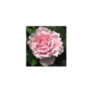 Rosier à grandes fleurs Sophie Rochas® (Delbard)