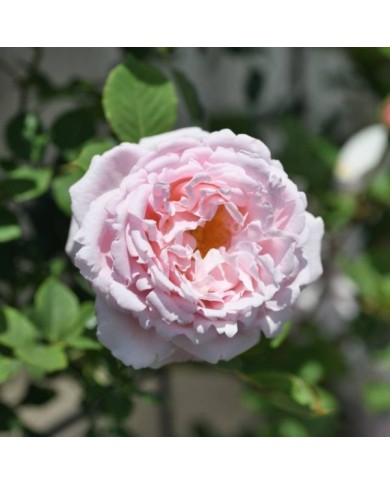 Rosier à grandes fleurs Sophie Rochas® (Delbard)