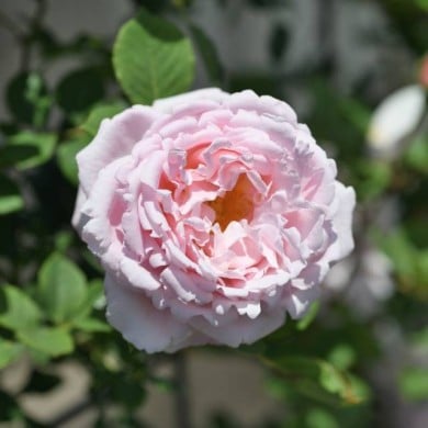 Rosier à grandes fleurs Sophie Rochas® (Delbard)