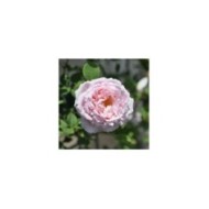 Rosier à grandes fleurs Sophie Rochas® (Delbard)