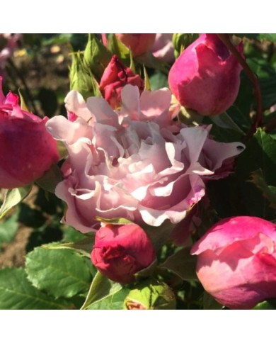 Rosier à grandes fleurs Sophie Rochas® (Delbard)