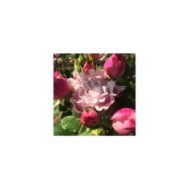Rosier à grandes fleurs Sophie Rochas® (Delbard)