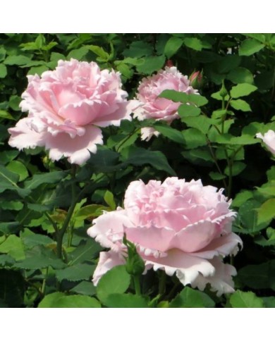 Rosier à grandes fleurs Sophie Rochas® (Delbard)