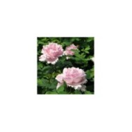 Rosier à grandes fleurs Sophie Rochas® (Delbard)