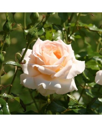 Rosier à grandes fleurs SWEET LOVE® (Marie-Elise LIENNARD)