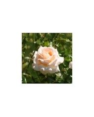 Rosier à grandes fleurs SWEET LOVE® (Marie-Elise LIENNARD)