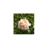 Rosier à grandes fleurs SWEET LOVE® (Marie-Elise LIENNARD)