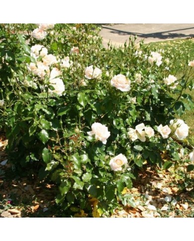 Rosier à grandes fleurs SWEET LOVE® (Marie-Elise LIENNARD)
