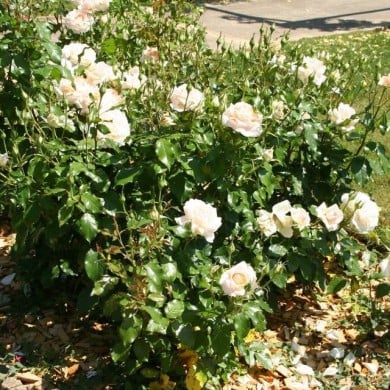 Rosier à grandes fleurs SWEET LOVE® (Marie-Elise LIENNARD)