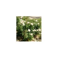Rosier à grandes fleurs SWEET LOVE® (Marie-Elise LIENNARD)