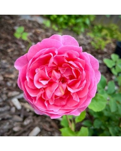 Rosier anglais Boscobel™ (Hang Vu / flickr.com)