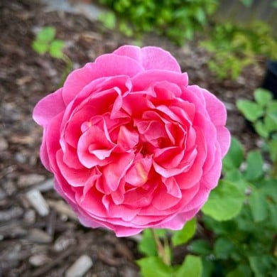 Rosier anglais Boscobel™ (Hang Vu / flickr.com)