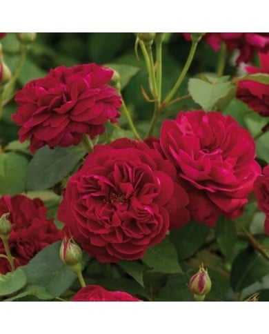 Rosier anglais Darcey Bussel™ (David Austin Roses)