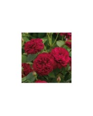 Rosier anglais Darcey Bussel™ (David Austin Roses)