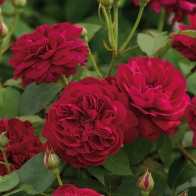 Rosier anglais Darcey Bussel™ (David Austin Roses)