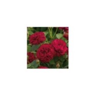 Rosier anglais Darcey Bussel™ (David Austin Roses)
