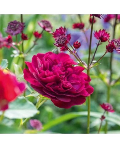 Rosier anglais Darcey Bussel™ (David Austin Roses)