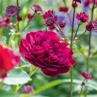 Rosier anglais Darcey Bussel™ (David Austin Roses)
