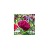 Rosier anglais Darcey Bussel™ (David Austin Roses)