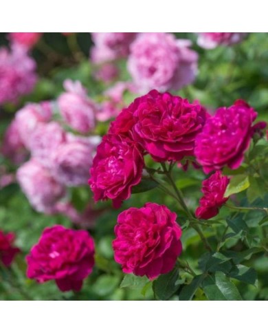 Rosier anglais Darcey Bussel™ (David Austin Roses)