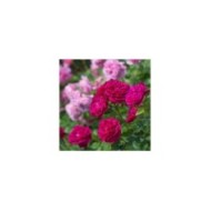 Rosier anglais Darcey Bussel™ (David Austin Roses)