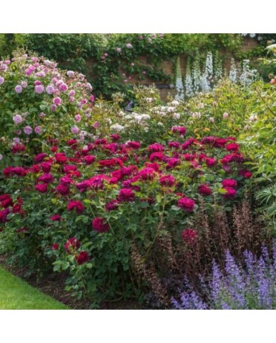 Rosier anglais Darcey Bussel™ (David Austin Roses)