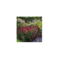 Rosier anglais Darcey Bussel™ (David Austin Roses)