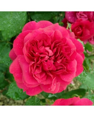 Rosier anglais Darcey Bussel™ (Salicyna / wikimedia.org)