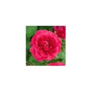 Rosier anglais Darcey Bussel™ (Salicyna / wikimedia.org)