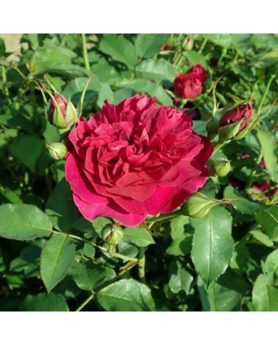Rosier anglais Darcey Bussel™ (Salicyna / wikimedia.org)