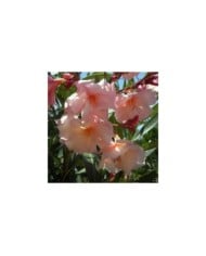 Laurier rose 'Provence'